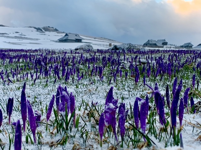 Sneg je pobelil preprogo žafranov na Mali planini Foto: Darja Pogačar